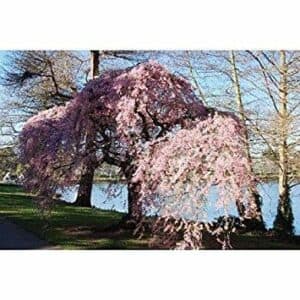 Una vista mozzafiato dellHigan no Sakura, lAlbero di Ciliegio in Fiore, con le sue delicate foglie di GrassFiore che danno un tocco di freschezza alla scena