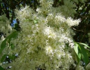 Un albero di Frassino Minuto che offre uno spettacolo di GrassFiore e vegetazione uno scorcio di nature selvaggia in cui lerba regna sovrana