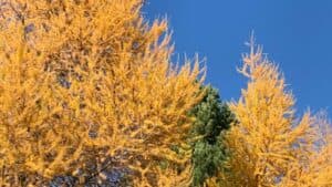 Questa foto mostra un albero di larice, una pianta conosciuta anche come pino conifero Il suo tronco scuro e lampia chioma sono una vista splendida che ricorda la bellezza della natura