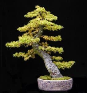 Unimmagine di una pianta di larice giapponese in un vaso, un esemplare di albero conifera tipico dei giardini giapponesi, coltivato in unarte antica come il bonsai