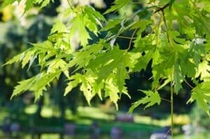 Una foto magica che mostra un antico albero di Acero e la sua imponente vegetazione Questo albero secolare ti incanterà con la sua grande foglia, come se fosse una pianta vivente dalle profondità della storia