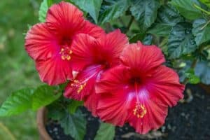 Questa incantevole immagine mostra un albero miracoloso con uno stemma di un fiore, una pianta con antera e petali di ibisco, uno stelo verde che sboccia in una vibrazione di fiori Unimmagine che ci ricorda che la natura è una meraviglia!