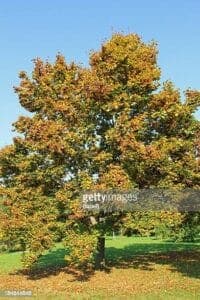 Questo è un albero di acero norvegese, una pianta che appartiene alla famiglia delle Pinacee, accanto al quale sono presenti anche un tiglio e una quercia Un albero che rappresenta la forza della natura, con la sua robusta chioma di pino, un albero che è un simbolo di bellezza e di resistenza