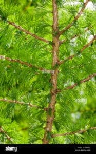 Unimmagine che ritrae un pino con una bellissima chioma di foglie di larice europeo, un albero che simboleggia forza e resistenza