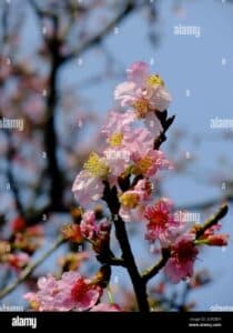 Un petalo di fiore di ciliegio che cresce in una pianta di Taiwan, simbolo di bellezza e fragilità