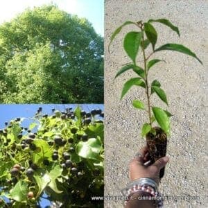 Un bambino sfoggia un anello doro mentre si gode un momento di pace nel giardino Una fragrante pianta erbacea con foglie di cannella si trova in un vaso, mentre una varietà di frutti maturi cresce sui rami Una bella scena di armonia tra luomo e la natura