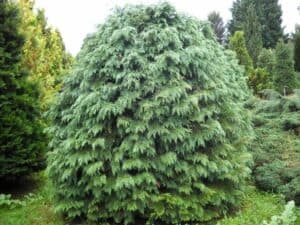 Questa splendida immagine ritrae una pianta di Lawson Cypress, un albero conifero che porta una magnifica vegetazione verde Questo albero è una varietà di Pino ed è una delle piante più resistenti della sua specie