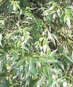 Una fotografia che ritrae un salice bianco imponente, con le sue grandi foglie verdi e vibranti, circondato da una ricca vegetazione Un albero magnifico che ci ricorda lincredibile bellezza della natura