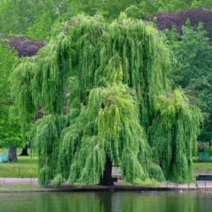 Immagine di un salice bianco che cresce allaperto in mezzo ad un bosco, una rappresentazione della natura che trasuda bellezza e serenità Un albero di salice che offre riparo e nutrimento ai suoi abitanti, una pianta che cresce in mezzo alla rigogliosa vegetazione della terra