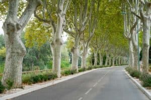 Questa immagine mostra un albero scemifrassino di fronte al manto stradale di una città Il tronco dellalbero sorge dallasfalto di una strada urbana, creando uno spettacolare contrasto tra la vegetazione e lasfalto della strada Lalbero, simbolo di vitalità urbana, diventa una icona della città