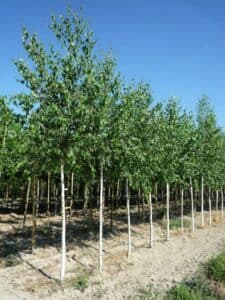 Limmagine mostra una betulla pendula in un boschetto selvaggio allaperto, circondata da altre piante della natura Un bellissimo albero di betulla che cresce allinterno di una rigogliosa vegetazione, per unesperienza di natura selvaggia