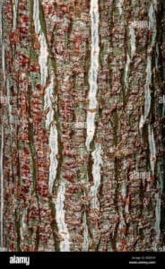 Immagine di una scala a serpente che si arrampica su un tronco dalbero con una pianta e una roccia nel suo contesto naturale Unavventura inizia, sfrutta il meglio della natura per raggiungere nuovi orizzonti
