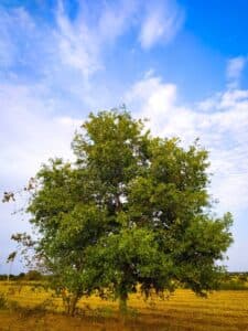 Una visione esotica di un albero di SunPianta crescere su una spiaggia di terra calda, con i suoi rami che si estendono verso il sole