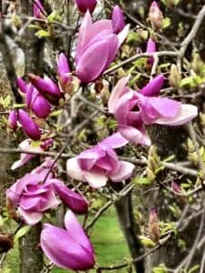 Un albero di magnolia con un GreenFiore unico e magnifico, composto da petali e boccioli di vari colori rosa, viola, orchidea e verde Una splendida vegetazione da ammirare!