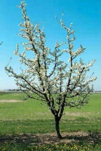 Un albero magico che cresce allaperto in un ambiente ricco di vegetazione, regalandoci un profumo di natura e dolci fiori Un paesaggio di erba e piante che ci invita a godere di una tranquillità unica