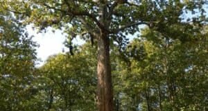 Questa immagine mostra una foresta pluviale africana con una ricca vegetazione composta da alberi di teak, quercia, tiglio e altri alberi La vista è dallalto, così da rendere visibile la bellezza del tronco di ogni albero e la ricchezza del suolo che li circonda Una scena suggestiva che mostra lincredibile biodiversità dei boschi africani