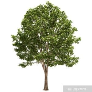 Immagine di un affascinante tiglio di palude con un tronco dalbero che si divide in un pino e una quercia, ornato da foglie di acero e tiglio Una scena pittoresca che unisce due diverse specie di alberi che, insieme, formano una meravigliosa pianta