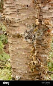 Una betulla virginia rossa, una pianta maestosa con un tronco imponente che si erge verso il cielo Un albero che vive e cresce con orgoglio nella sua bellezza