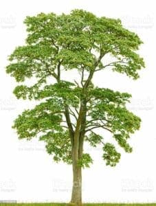 Questa foto mostra un gruppo di alberi, tra cui un acero norvegese, un pino, una quercia, un tiglio e una pianta, con i loro tronchi che si stagliano nel cielo I colori ricchi, la varietà di alberi e le linee del tronco sono un bellissimo spettacolo per gli occhi