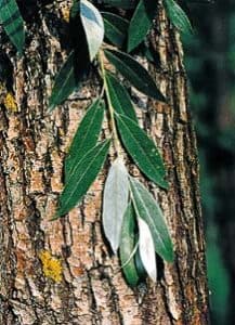 Un salice bianco dal tronco robusto, circondato dalla rigogliosa vegetazione di un bosco Unimmagine che cattura la bellezza selvaggia e serena della natura allaperto, con le sue foglie che sfiorano lalbero e le altre piante Unatmosfera di pace e armonia