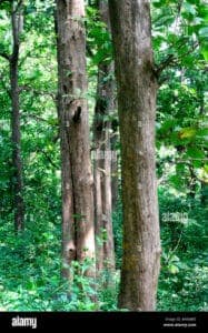 Un tronco dalbero di teak africano in mezzo alla natura la terra ricoperta da una ricca vegetazione che si estende fino ai confini della foresta pluviale, unaltra meraviglia della natura che ci circonda