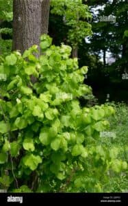 Immagine di un tiglio americano che si erge in una foresta un albero dal tronco robusto circondato da vegetazione e foglie che cresce su un terreno ricco di vita, creando un ambiente esterno idilliaco in una foresta incontaminata