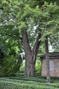 Un albero di tiglio kurili in un bosco di conifere, una visione di natura allaperto Un albero con un tronco possente ed una ricca vegetazione sviluppata intorno Una pianta dal fascino ancestrale che ben si inserisce nella cornice di una natura incontaminata