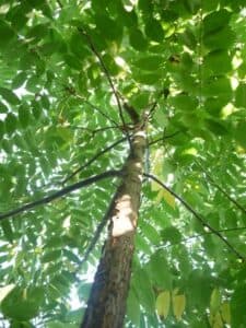 Unimmagine che rappresenta una magica foresta americana, con un enorme noce al centro La sua chioma verdeggiante si estende allinfinito, con foglie che catturano i raggi del sole Il tronco possente invita allesplorazione, mentre una ricca vegetazione e la terra ricca sotto i nostri piedi ci ricordano quanto sia preziosa la foresta Una macchia di luce tra gli alberi ci invita ad addentrarci in questa magica foresta