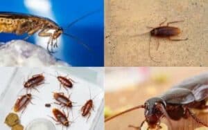 Insetti notturni come le blatte che infestano la cucina, una problematica di igiene domestica che necessita di prevenzione
