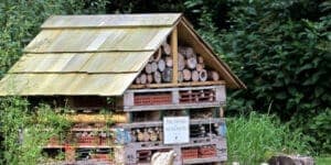 Insetti notturni che infestano la legna in una cucina moderna