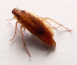 Insetti notturni, come le blatte, che infestano una cucina domestica, indicando la necessità di disinfestazione