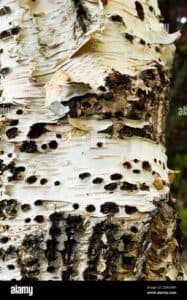 Unimmagine di una persona giapponese che indossa un kimono tradizionale e si trova di fronte ad un albero, con il tronco che le tocca il viso in un gesto di intimità e vicinanza
