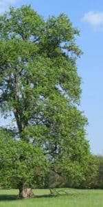 olmo campestre foto