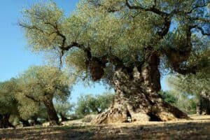 olivo di Oleaster foto