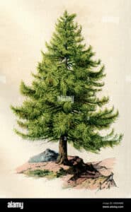 Questa immagine ritrae un larice europeo, un tipo di albero conifero con foglie aghiformi che comprendono anche abete bianco, pino e abete Ideale per fornire un tocco di natura al tuo paesaggio, questo albero di Spruce è una bella aggiunta alla tua proprietà