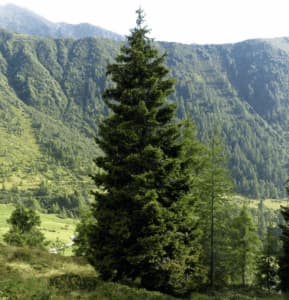 Questa immagine ritrae un abete rosso ed un abete bianco che crescono insieme, rappresentando la vegetazione del bosco composta da conifere come pini e abeti sempreverdi La bellezza di queste piante evergreen rende limmagine unica ed incantevole