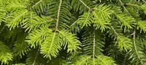 Un pino bianco che si staglia sullo sfondo di una verde vegetazione lalbero dabete è una delle conifere più conosciute e apprezzate