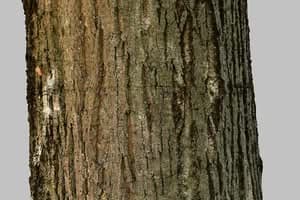 Immagine di un tiglio americano con un fiore di FlowerPlant su un tronco di albero Un tiglio americano in fiore che ricorda lincredibile bellezza della natura