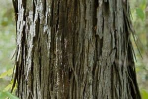 Un tronco dalbero di noce americano, una robusta pianta che cresce in tutta la sua maestosità