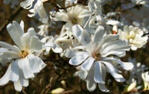 La magnifica Magnolia è un albero con fiori incredibilmente delicati Ogni fiore è fatto di petali soffici, simili a quelli di una margherita, con una corolla di antere ricche di polline Ma la magnolia è più di una semplice pianta da fiore è un simbolo di bellezza e di unicità, come i suoi fiori di geranio