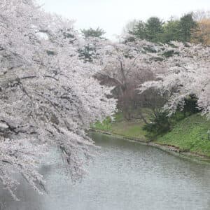 Una scena di primavera incantevole un albero di ciliegio in fiore, un canale e uno stagno in un paesaggio naturale allaperto, una meraviglia chiamata Higan no Sakura