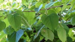 Questa foto ritrae un bellissimo tiglio della Carolina, con una grande foglia di un colore verde brillante, che si distingue tra la vegetazione circostante Un insieme di fiori e frutti trasmette latmosfera di un albero erbaceo