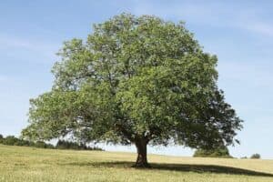 Questa immagine mostra un tronco dalbero di quercia con una noce nera, una foglia di tiglio e altre foglie della pianta Una vista suggestiva che ricorda i misteri della natura in tutta la sua bellezza