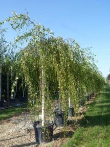 Questa immagine ritrae uno scorcio di una vegetazione ricca di alberi, tra cui spiccano una Betulla Pendula e una Quercia Una mescolanza di colori e forme che cattura locchio e invita a godersi la natura
