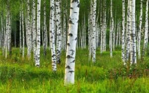 Uno splendido scenario naturale, con una rigogliosa vegetazione e un grande albero di betulla, che si erge orgoglioso allinterno di un boschetto di Kaede giapponese Una meravigliosa vista della natura allaperto, con una visione incantevole del paesaggio del bosco