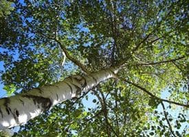 Una scena di un fiume che scorre tra una vegetazione ricca di betulle gialle lincontro perfetto tra la natura e la pianta più affascinante del mondo La betulla gialla rappresenta larmonia tra lalbero e la vita