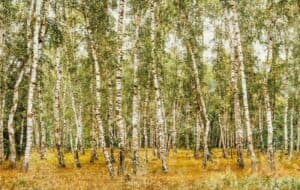 Una splendida vista di un bosco di betulle, con una incredibile mescolanza di vegetazione e natura allaperto La carta betulla fa da sfondo a questo magnifico paesaggio, una macchia di verde in mezzo alla terra