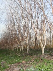 MontagnaQuesta immagine ritrae una vista mozzafiato di una betulla himalaya che si distingue tra la folta vegetazione di una falda montana Lambiente naturale è caratterizzato da un bosco di alberi, una macchia di erbe e una striscia di alberi di betulla, conosciuta come FringeAlbero, che abbraccia la terra Una foto che ci ricorda quanto sia importante prenderci cura della natura!