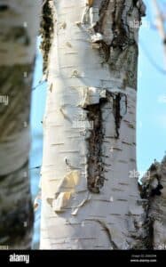 Una persona che passeggia tra gli alberi di betulla dellHimalaya, con un fiore in mano Il tronco di un albero di betulla dellHimalaya in primo piano, circondato da una ricca FlowerPianta