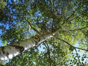 Questa foto cattura unimmagine idilliaca di un albero di betulla giapponese Kaede che si erge al di sopra della vegetazione in un bosco in una splendida mattina estiva Una scena incantevole che ci ricorda la bellezza della natura e della terra che ci circonda